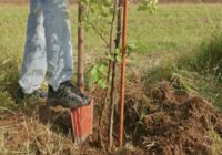 Pieredzējušu dārzkopju viltība: kāpēc stādot augļu kokus bedrē jāliek akmens