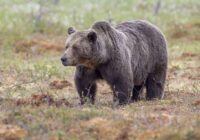 Limbažu novadā vēl pirms gadumijas cilvēki nofilmē pieaugušu lāci, kas turpat acu priekšā izskrien no eglītēm (video)