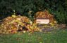 Jāsavāc vai tomēr nav jāvāc rudens lapas dārzā: patiesību beidzot izskaidro agronomi