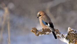 Meteorologs Toms Bricis atklāj, cik lieli mīnusi Latvijā būs šajās brīvdienās un ieskicē pārsteidzošu prognozi nākošās nedēļas sākumam