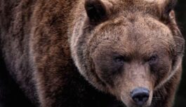 Lācēns ieradās ciematā pēc palīdzības; cilvēki bija apmulsuši, bet palīdzēja, pēc laika viņš atgriezās