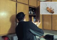 No izmisuma līdz tīram mājoklim: Kā es bez dārgas ķīmijas atbrīvojos no prusakiem