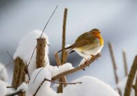 Meteorologs Toms Bricis prognozē, kad Latvijā beidzot iestāsies sniegota un balta ziema