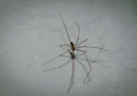 Zirnekļi šo smaržu nepanes: pietiek ar pāris pilieniem mājas stūros, lai tie pamestu istabu un vairs neatgrieztos Zirnekļi šo smaržu nepanes: pietiek ar pāris pilieniem mājas stūros, lai tie pamestu istabu un vairs neatgrieztos