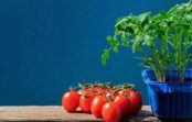 Nepalaidiet šo laiku garām: kad ziemā stādīt tomātus stādiem un kā to darīt pareizi
