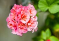 Lielākā kļūda pēc pelargoniju apgriešanas – augs vienkārši aiziet zudībā