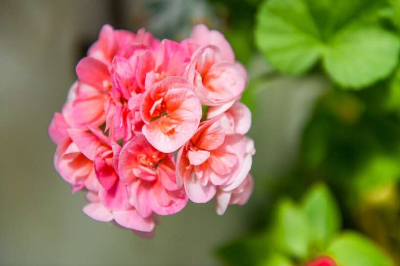 Lielākā kļūda pēc pelargoniju apgriešanas – augs vienkārši aiziet zudībā