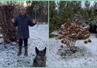 Dārznieks Dāvids pamāca, kā apgriezt hortenzijas dārzā, lai nākošajā gadā tās ziedētu kā pasakā (video)