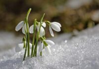 Meteorologs Toms Bricis pārliecināts, ka nākošās nedēļas laika apstākļi sasniegs jaunus rekordus, kas mūs ierindos vēsturiskajā sarakstā