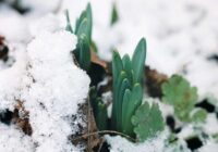 Pilsētas paliks bez zaļumiem – ko radīs pārāk silta ziema un kam vajadzētu būt gataviem