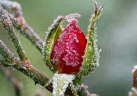 Rozes pēc ziemas kļuvušas melnas – 3 iemesli, kāpēc tas notika, un ko ar to darīt