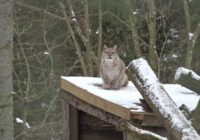 Latvijas mežos satiktie lūši sākuši uzvesties savādi un biedējoši: kā to skaidro dabas pētnieki (video)