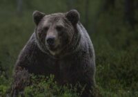 Valmieras novadā vīrietis tiek pie “aukstām kājām”: lācis skrien tieši virsū un apstājas vien dažu metru attālumā (video)