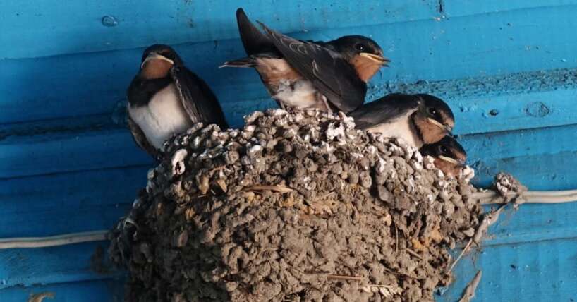 Kādi patiesībā noslēpumi slēpjas, ja bezdelīga apmetusies tavās mājās