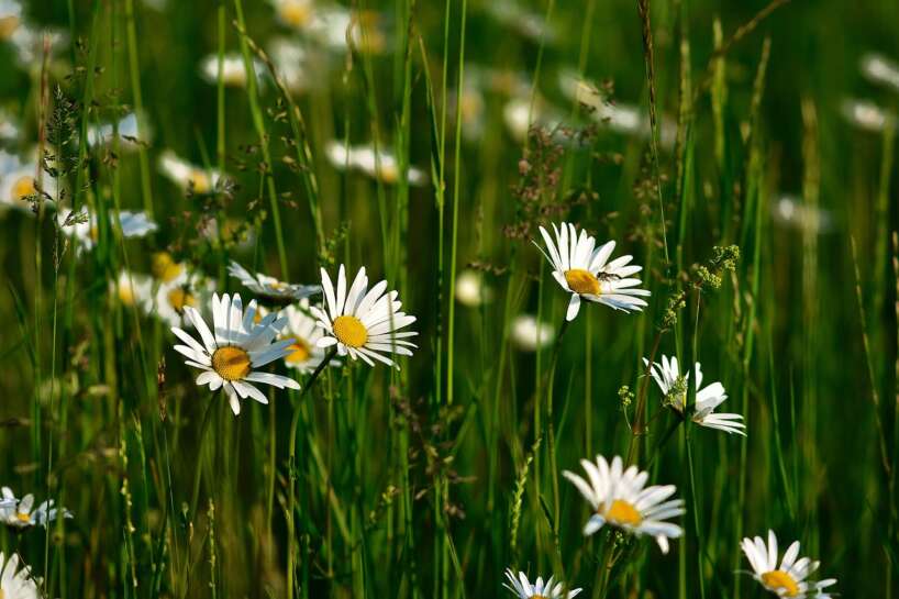 Anormāls karstums sāksies martā – meteorologi norāda, ka vasara iestāsies 2 mēnešus agrāk