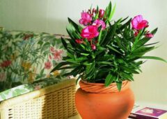 Klusie puķupodu “ienaidnieki”: kādi jūsu ieradumi var ļoti kaitēt augiem ziemā