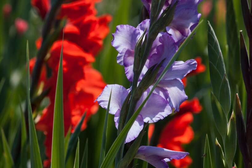 Kā sagatavot gladiolas stādīšanai – nepalaidiet garām termiņus