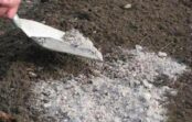 Trīs galvenās kļūdas, pievienojot pelnus dārzam, augi un augsne var ciest no šāda “mēslojuma” Trīs galvenās kļūdas, pievienojot pelnus dārzam, augi un augsne var ciest no šāda “mēslojuma”