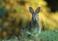 Dabas vērotājs Vilis Bukšs atklāj, kādus laika apstākļus varam gaidīt Lieldienu brīvdienās