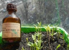 Brīnišķīgs līdzeklis istabas augiem: tikai 1 karote un pat panīkuši augi sāk atdzīvosies