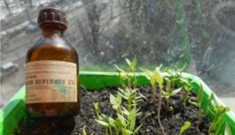 Brīnišķīgs līdzeklis istabas augiem: tikai 1 karote un pat panīkuši augi sāk atdzīvosies