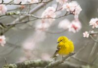 Tas sāksies no ceturtdienas: meteorologs Toms Bricis šonedēļ visā Latvijā sola patiešām iespaidīgu siltumu