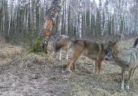 Vīrietis populārā tūrisma apskates objektā Valmieras novadā nofilmējies sirojošu vilku baru (video)