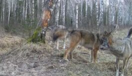 Vīrietis populārā tūrisma apskates objektā Valmieras novadā nofilmējies sirojošu vilku baru (video)
