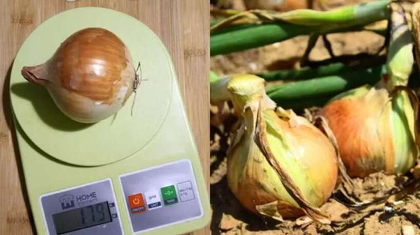 Audzēju sīpolus līdz 200 gramiem – 3 lauku metodes no agronoma