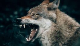 Ādažu centrā, netālu no skolas, manīti vilki, kas nebīstas no cilvēkiem: likumsargi nāk klajā ar paziņojumu (+ VIDEO)