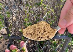 Kaisu 3 karotes zem krūma, kad pumpuri mostas: upenes katru gadu pārsteidz ar lielām un saldām ogām