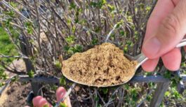 Kaisu 3 karotes zem krūma, kad pumpuri mostas: upenes katru gadu pārsteidz ar lielām un saldām ogām