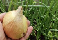 Iemetiet zemē šķipsniņu šī līdzekļa, un sīpoli izaugs dūres lielumā, nebojāsies, nesāks dzeltēt