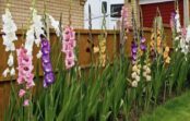 Agrās gladiolas: kā vecmāmiņas padomi palīdz panākt skaistu ziedēšanu jau jūnija sākumā