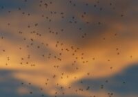 Kā atbaidīt mušas, knišļus un odus ar tautas līdzekļiem