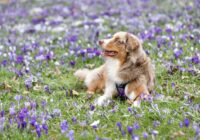 Thailand International Dog Show: May-June 2025