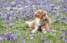 Thailand International Dog Show: May-June 2025