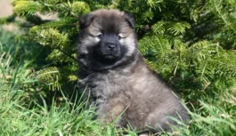 Pieņēmām pie sevis noklīdušu kucēnu, bet par vēlu sapratām, ka tas it nemaz nav suns