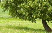 Gudri dārznieki iesaka: 7 populāri koki, kurus tomēr nevajadzētu stādīt savā dārzā