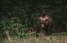 “Pēdējā laikā bieži nāk…”: Mazsalacas novadā meža kamerā regulāri nofilmējas pieaudzis lācis (+ VIDEO)