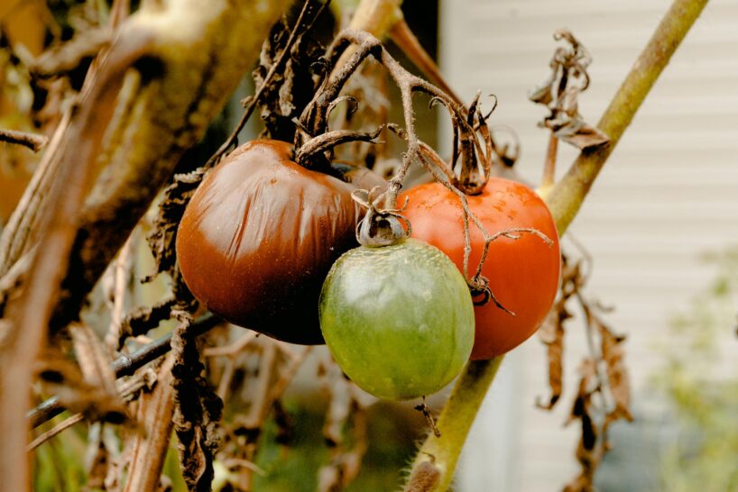 Kā apturēt fitoftoru uz tomātiem – jums būs nepieciešams šis “dzēriens”