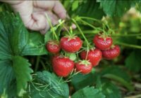 Zemenes aug kā uz rauga: sagatavoju šķidro mēslojumu no vienkāršām sastāvdaļām un laistu reizi mēnesī