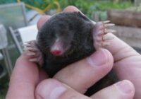 Vienkārša un pārbaudīta metode, kā 1 dienas laikā atbrīvoties no kurmjiem un zemesvēžiem dārzā:  pagājuši jau 90 gadi, bet metode joprojām darbojas