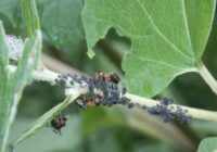 Ķīnietis atklājis vienkāršu veidu, kā atbrīvoties no laputīm