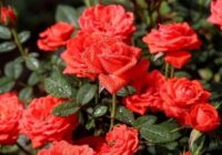 Kā izaudzēt sulīgas un skaistas rozes – dārznieki sniedz 7 vērtīgus padomus