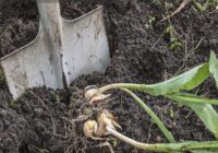 Kā un kad izrakt tulpes: ko dārzniekam darīt ar tulpēm pēc noziedēšanas