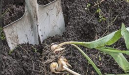 Kā un kad izrakt tulpes: ko dārzniekam darīt ar tulpēm pēc noziedēšanas