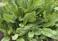 Nekad nestādiet skābenes savā dārzā: lūk, kāpēc visi dārzkopji sākuši atbrīvoties no skābenēm – 5 vienkārši iemesli