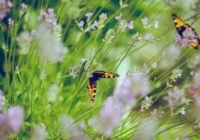 Kā pasargāt augus no ārkārtēja karstuma – noderīgi padomi dārzniekiem