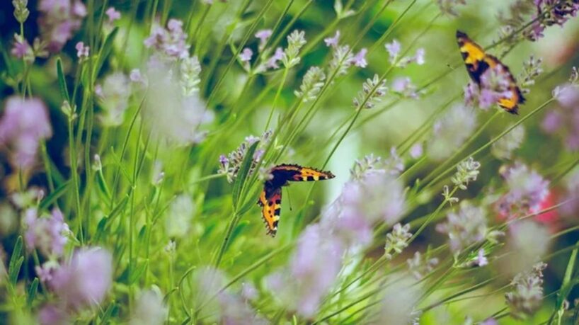 Kā pasargāt augus no ārkārtēja karstuma – noderīgi padomi dārzniekiem